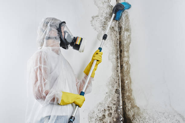 Best Emergency Mold Remediation in Centre Grove, NJ