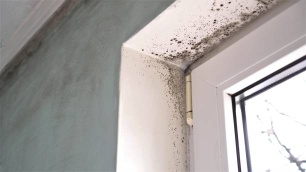 Best DIY Mold Remediation Support Services in Centre Grove, NJ