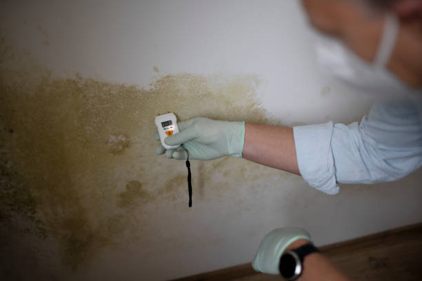 Best Attic Mold Remediation in Centre Grove, NJ
