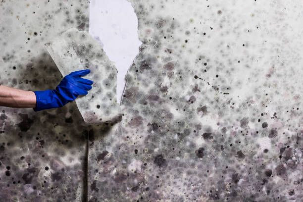 Best White Mold Remediation in Centre Grove, NJ
