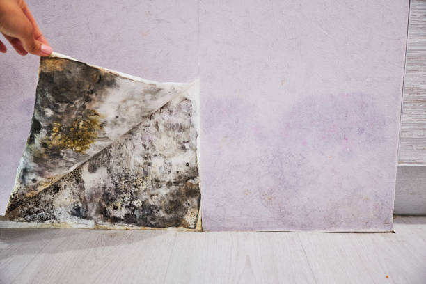 Centre Grove, NJ Mold Remediation Company